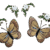 Borboletas